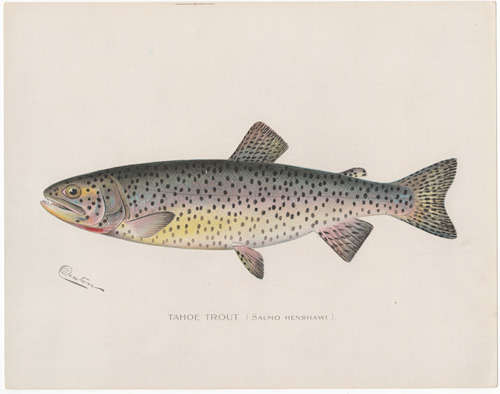 The Tahoe Trout